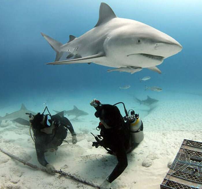 PLAYA DEL CARMEN Encuentro Tiburón Toro