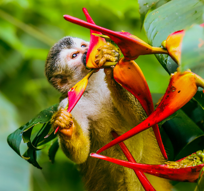 MANUEL ANTONIO / QUEPOS Manuel Antonio DELUXE