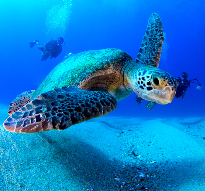 CABO PULMO Buceo 2 Tanques Cabo Pulmo