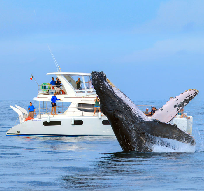 PEDREGAL Ballena en Catamarán