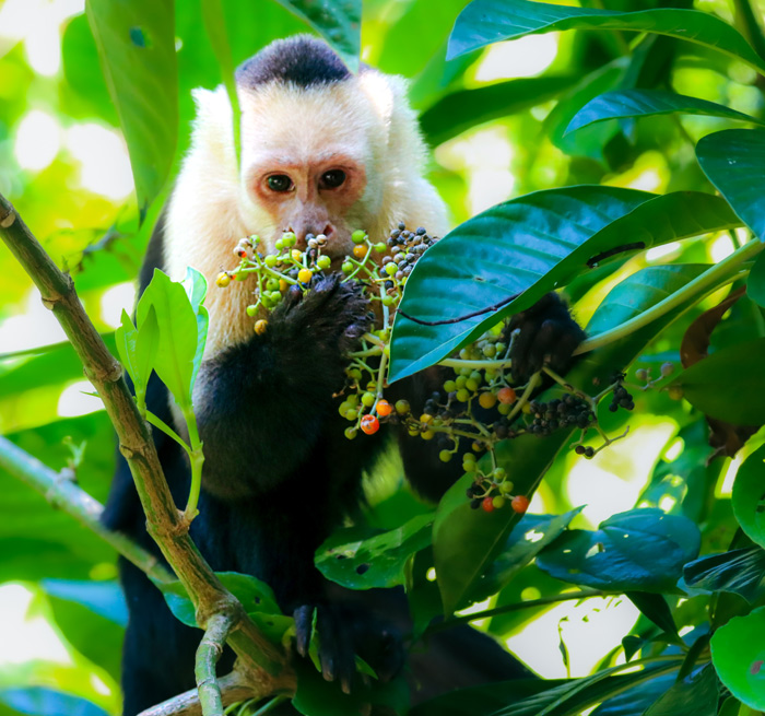 JACó Caminata Parque National Manuel Antonio