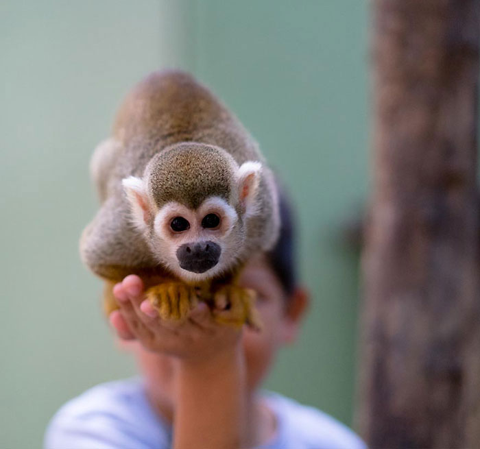TULUM Santuario De Monos