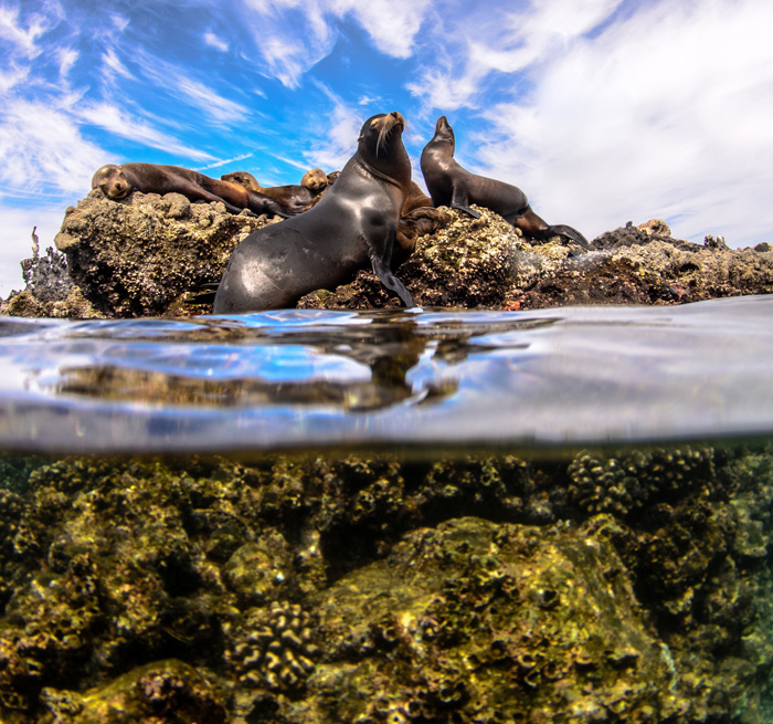 CABO PULMO Aventura de snorkel Cabo Pulmo